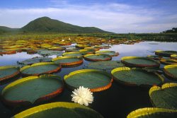 vitoria_regia_2017