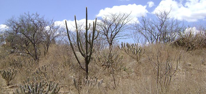 bioma_caatinga_principal