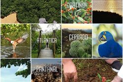 banner_cf_2017_pk_01