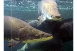 Pe. Mometti: água doce, maior riqueza da Amazônia
