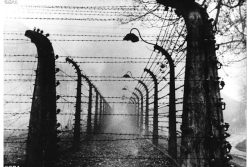 A Civiltá Cattolica homenageia Primo Levi, "mártir da shoah"