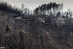 Portugal: incêndio, mensagem de solidariedade dos bispos